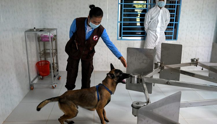 Las autoridades antiminas de Camboya están entrenando perros para detectar Covid- 19.