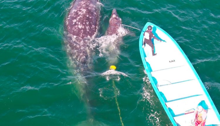 Rescate-ballena