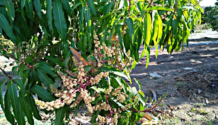 Mango sudcaliforniano