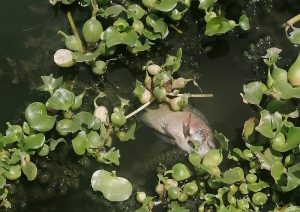 Estero Josefino