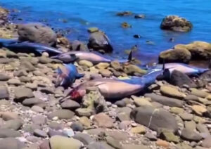 Delfines muertos en Playa El Califin