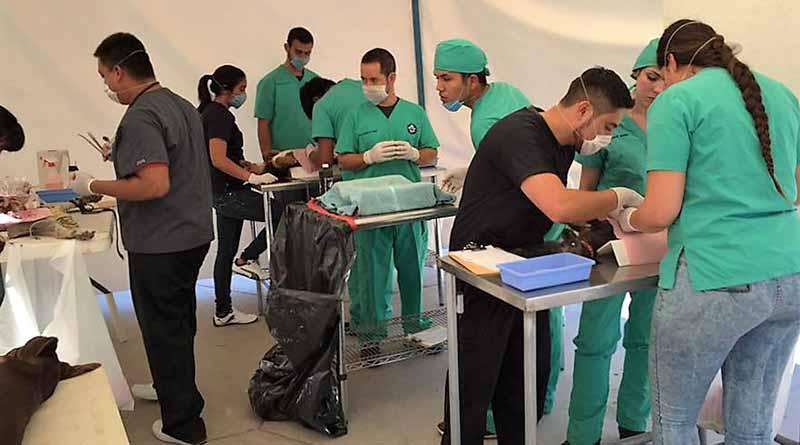 Más de 85 Mascotas Esterilizadas Durante Campaña en Comondú Más de 85 Mascotas Esterilizadas Durante Campaña en Comondú