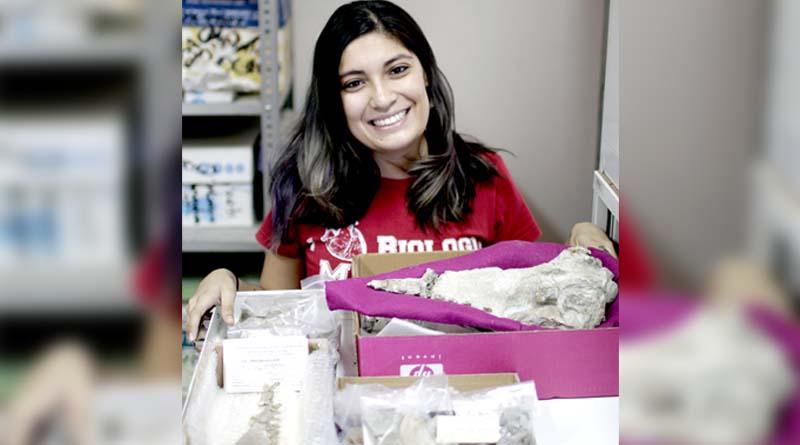 craneo Busca estudiante de la UABCS reclasificar cráneo de delfín prehistórico