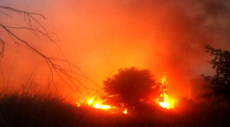incendio palmar 29 jun web Afecta 30 hectáreas incendio en huertas y palmar de El Zacatal