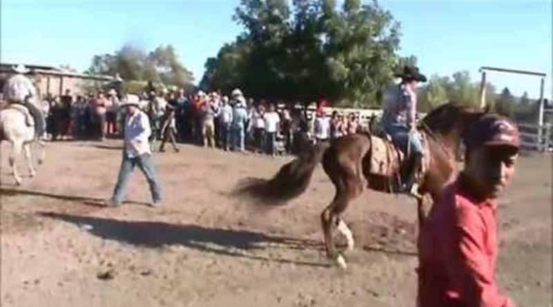 Jaripeo, Con Caballos Bailadores y Música de Banda en Vivo Todos los Días Jaripeo, Con Caballos Bailadores y Música de Banda en Vivo Todos los Días