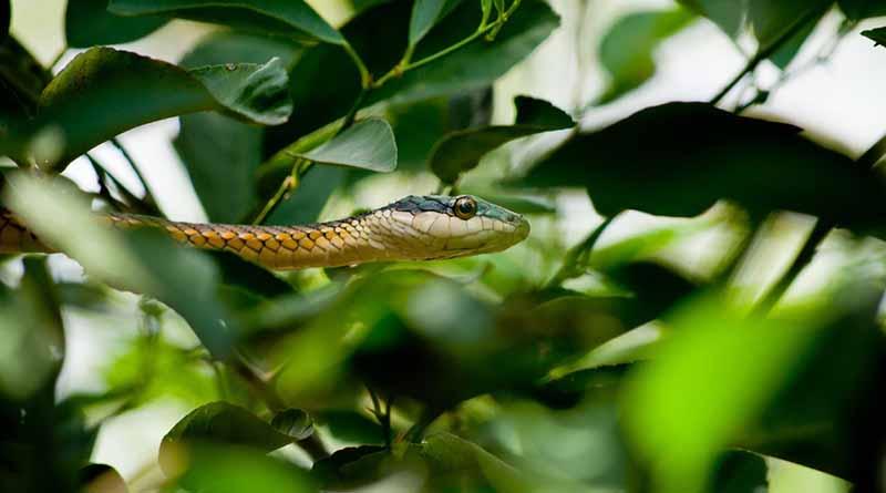 Reserva del Pantanal, muestra de la exuberancia natural de Brasil Reserva del Pantanal, muestra de la exuberancia natural de Brasil