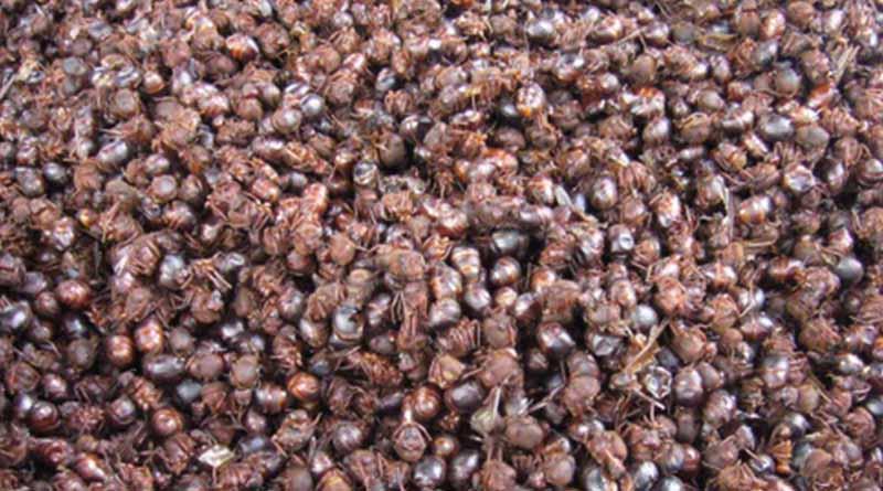 Hormigas gigantes, plato exótico en peligro de extinción en Guatemala Hormigas gigantes, plato exótico en peligro de extinción en Guatemala