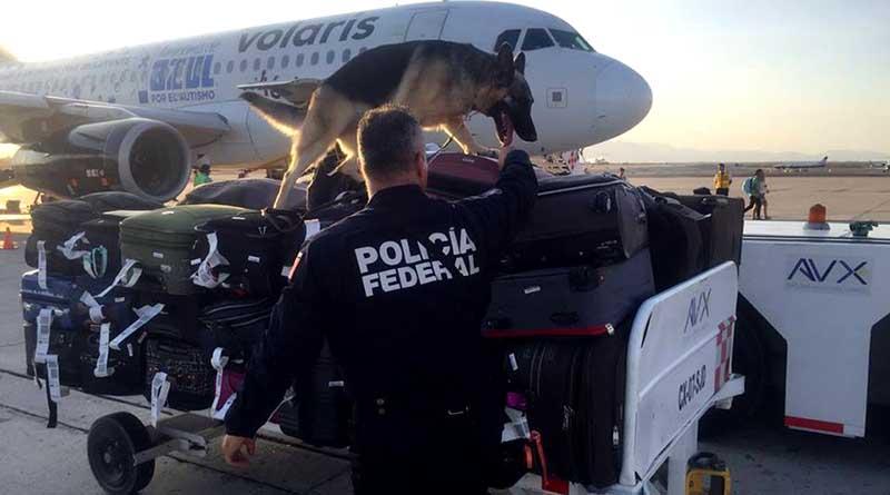 policia federal aeropuerto 7 jul 1 Implementa PF operativo especial de inspección de equipaje y paquetería en aeropuerto de SJC