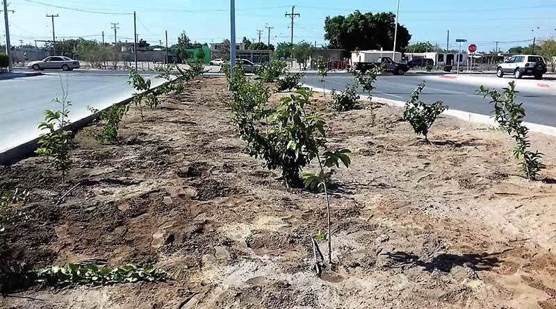 Ayuntamiento, Sigue con Programa de Riego Por Goteo Ayuntamiento, Sigue con Programa de Riego Por Goteo
