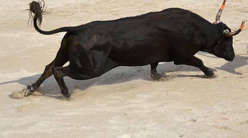 Rápido y sin cornadas el último encierro de la Feria de San Fermín Rápido y sin cornadas el último encierro de la Feria de San Fermín