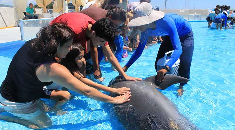 Continúa DIF Los Cabos beneficiando a niños con discapacidad a través de delfinoterapias Continúa DIF Los Cabos beneficiando a niños con discapacidad a través de delfinoterapias