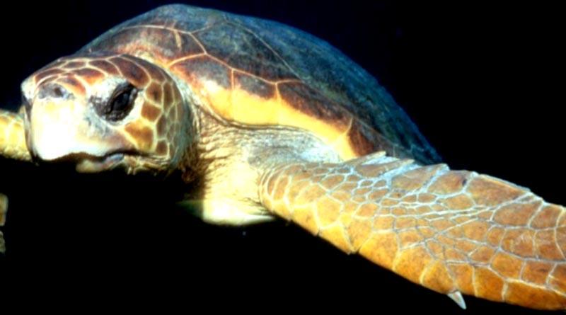 tortuga amarilla Hace llamada Venustiano Pérez a Semarnat, Profepa y Conapesca para presentar estudio sobre muerte masiva de tortugas