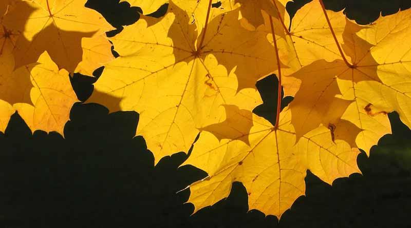 Inicia el Otoño a las 9:21 horas de este jueves Inicia el Otoño a las 9:21 horas de este jueves