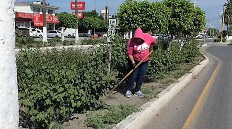 Limpian zonas urbanas del municipio de Comondú Limpian zonas urbanas del municipio de Comondú