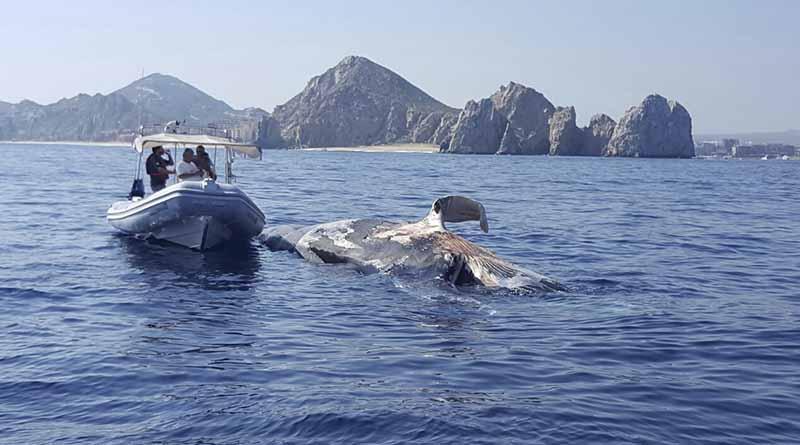 Crucero arrastra ballena muerta a bahía de CSL Crucero arrastra ballena muerta a bahía de CSL