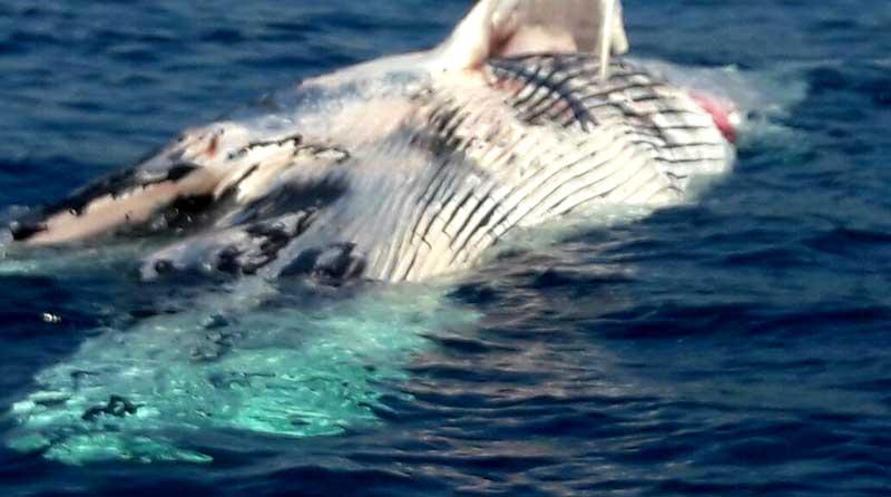 ballena 10 oct web Alerta Capitanía de Puertos por ballena muerta en bahía de CSL