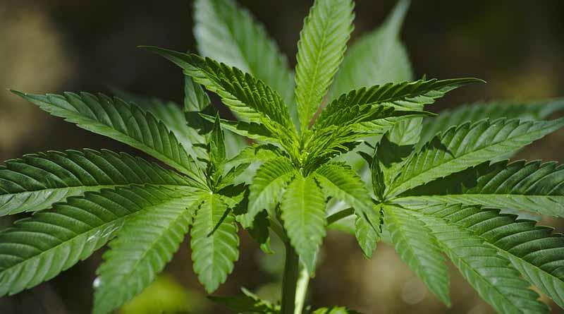 Argentina multiplica decomisos de mariguana y cocaína en dos años Argentina multiplica decomisos de mariguana y cocaína en dos años