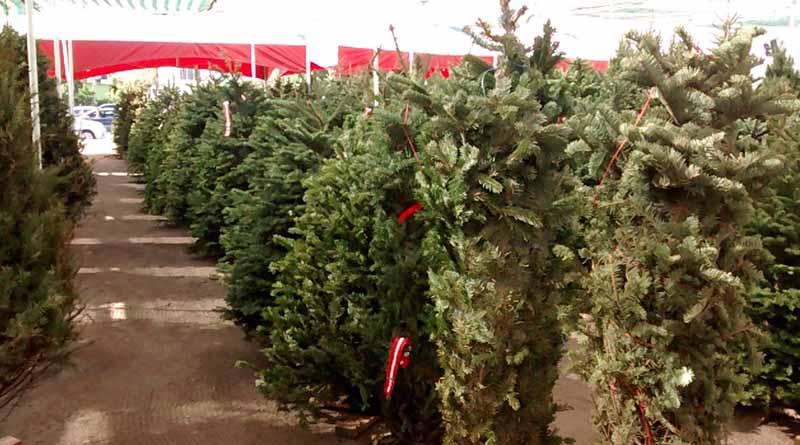 No habrá centro de acopio para arbolitos de navidad este año No habrá centro de acopio para arbolitos de navidad este año