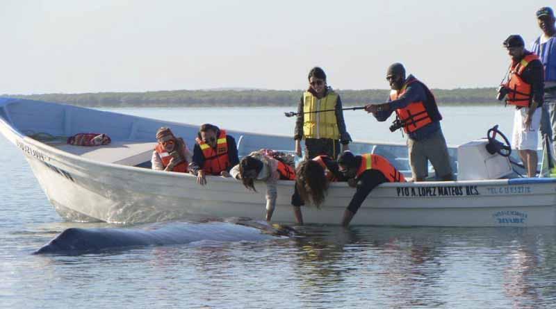 Se Adelanta Inauguración del XXIII Festival de la Ballena en López Mateos Se Adelanta Inauguración del XXIII Festival de la Ballena en López Mateos