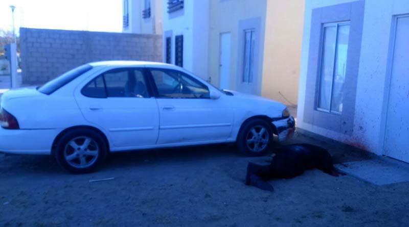 ejecutado 3 dic 2 web Acribillan con cuernos de chivo a comandante general del Cereso de La Paz