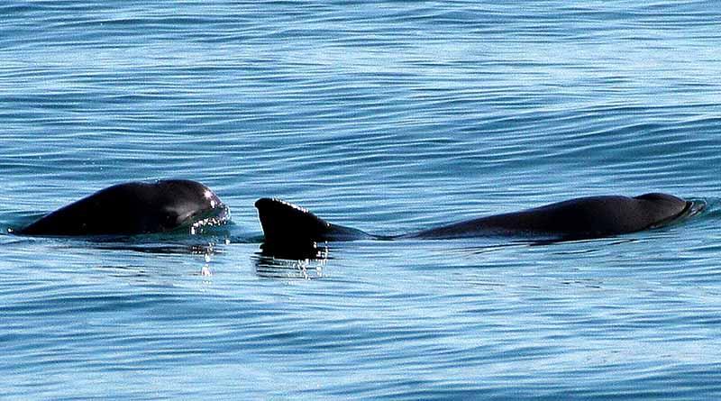 vaquita m 15 dic Apoya Museo de la Ballena de La Paz en retiro de redes de pesca abandonadas en reserva de la vaquita marina