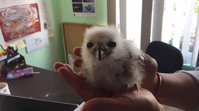 aguilillapescadora Rescata Profepa a cría de águila pescadora en Estero SJC