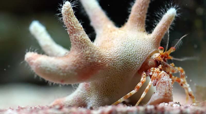 cangrejo ermitaño Estudian poblaciones del cangrejito ermitaño y del hidrocoral calcificado, su inseparable compañero