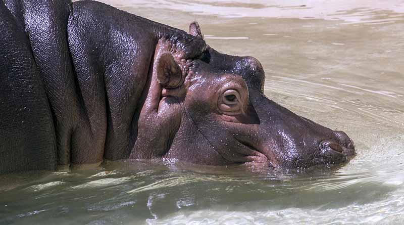 Autoridad ambiental asegura 34 animales silvestres en Jalisco Autoridad ambiental asegura 34 animales silvestres en Jalisco