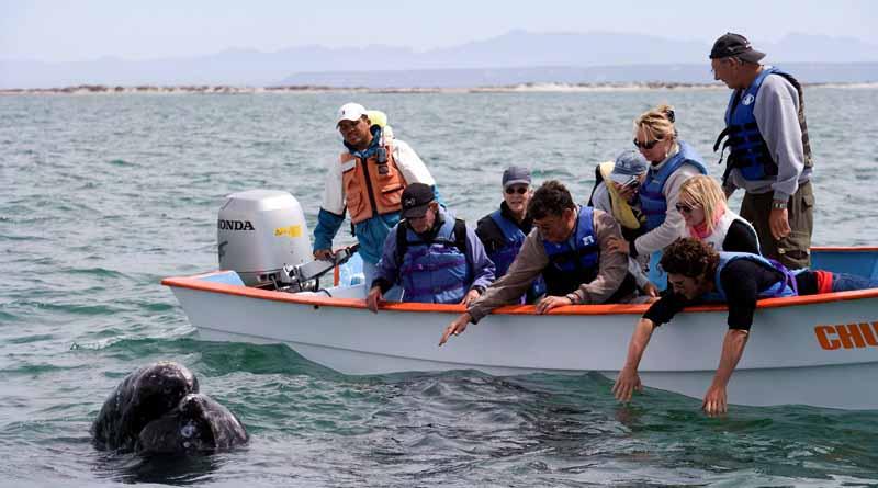 Estudian desplazamiento de ballenas por calentamiento global Estudian desplazamiento de ballenas por calentamiento global