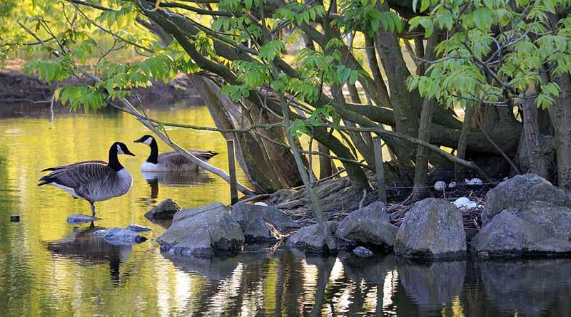 Reconocen importancia de aficionados en favor de biodiversidad Reconocen importancia de aficionados en favor de biodiversidad