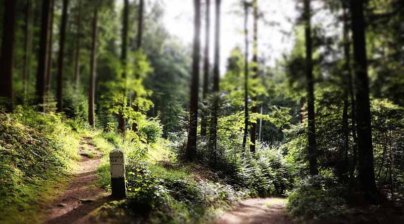 Ciudadanos pueden concursar por el Premio Nacional al Mérito Forestal 2017 Ciudadanos pueden concursar por el Premio Nacional al Mérito Forestal 2017