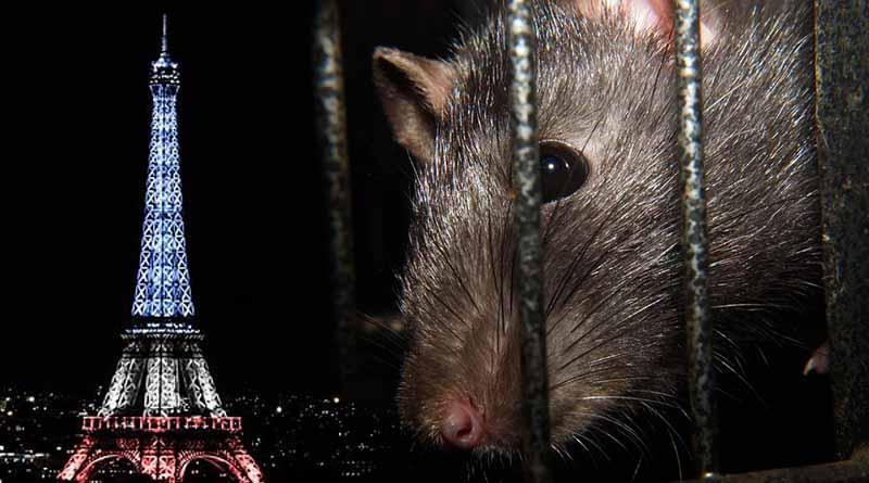 Cierran plazas de París por plaga de ratas Cierran plazas de París por plaga de ratas