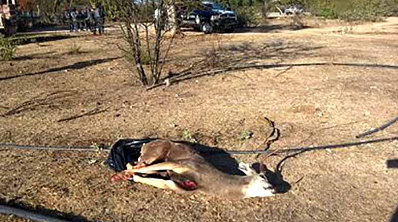 venado 6 feb En operativo detiene Gendarmería Nacional a sujeto que había cazado un venado ilegalmente en San Antonio