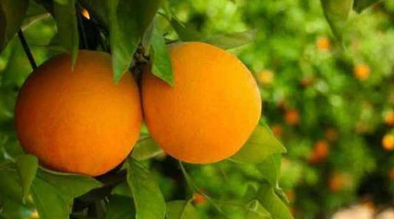 Evaluan acciones contra el HLB Evaluan acciones contra el HLB