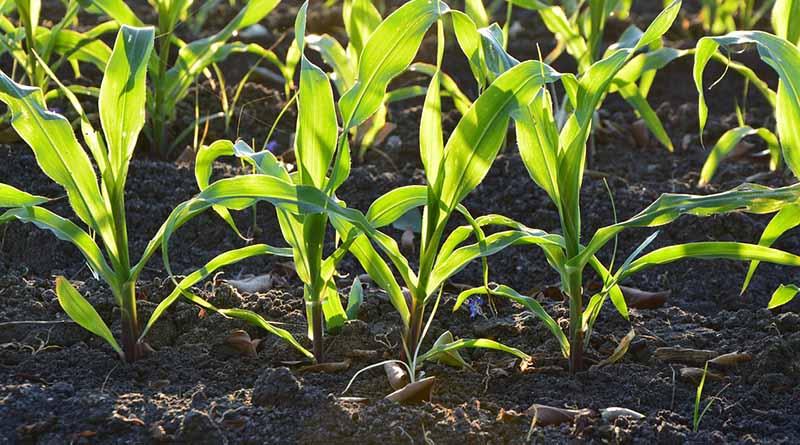 Auditoria Superior deberá entregar versión pública de auditoría realizada a Agricultura Auditoria Superior deberá entregar versión pública de auditoría realizada a Agricultura