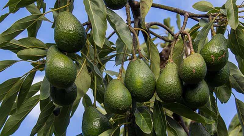 Clausurados predios forestales que se usaron para cultivar aguacate Clausurados predios forestales que se usaron para cultivar aguacate