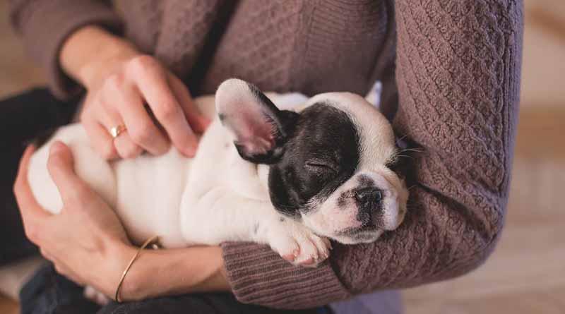 Mascotas deben incluirse en el plan familiar de Protección Civil Mascotas deben incluirse en el plan familiar de Protección Civil