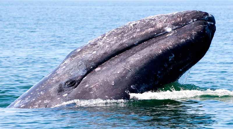 ballenagris2 Reporta Áreas Naturales Protegidas presencia de ballenas grises y azules en bahía de CSL