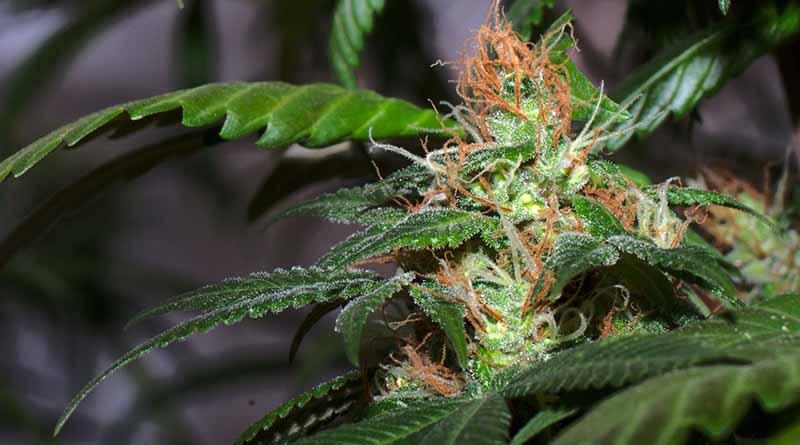 Inauguran en Alemania Oficina Federal para el control de la Cannabis Inauguran en Alemania Oficina Federal para el control de la Cannabis