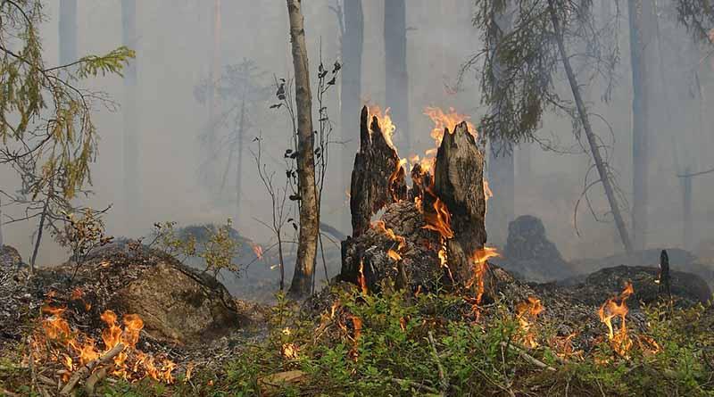 Temporada de incendios forestales abarca nueve meses del año Temporada de incendios forestales abarca nueve meses del año