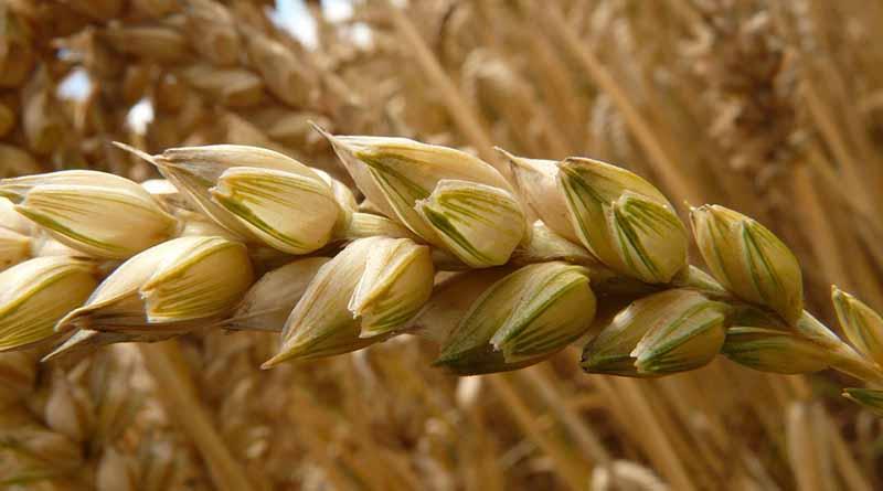 Aumenta índice de precios de alimentos de FAO 17.2 por ciento en un año Aumenta índice de precios de alimentos de FAO 17.2 por ciento en un año