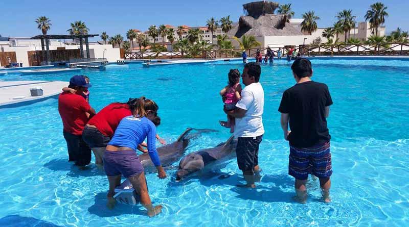 Continúa DIF Los Cabos beneficiando a niños con discapacidad a través de delfinoterapias Continúa DIF Los Cabos beneficiando a niños con discapacidad a través de delfinoterapias