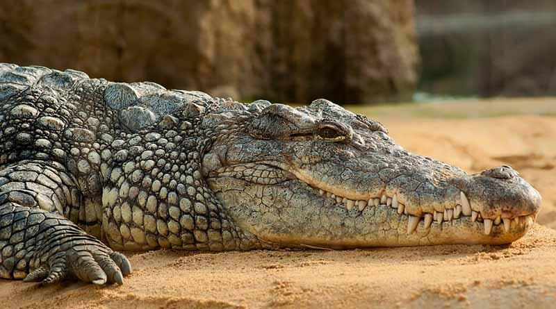 Capturan y reintegran a cocodrilo de pantano en su hábitat, en Tamaulipas Capturan y reintegran a cocodrilo de pantano en su hábitat, en Tamaulipas
