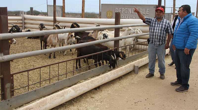 CAPRINOS (1) Impulsa Gobierno estatal desarrollo de la caprinocultura