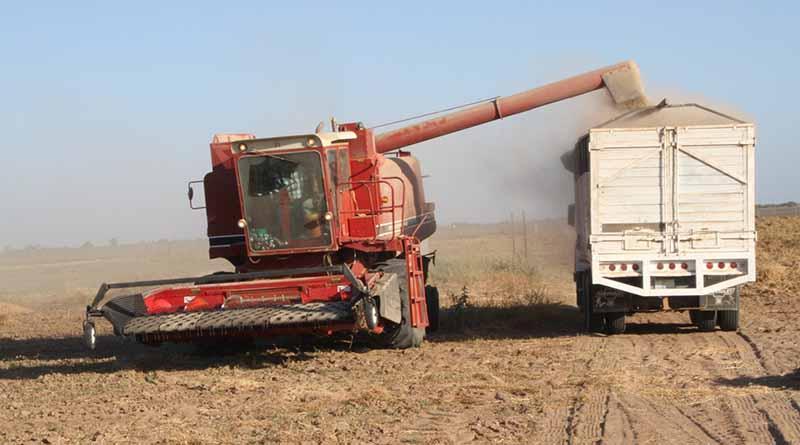 Ofrece el garbanzo mayores beneficios a productores Ofrece el garbanzo mayores beneficios a productores