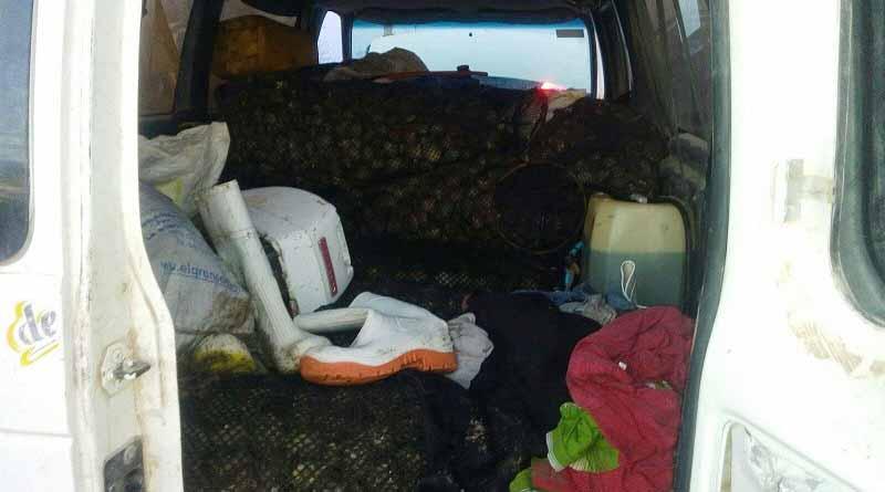 almeja Decomisan 680 kg de almeja catarina extraídos de manera ilegal