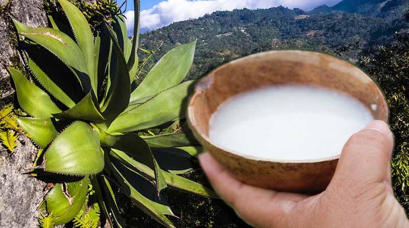 Producción de pulque recibirá impulso en el Altiplano mexicano Producción de pulque recibirá impulso en el Altiplano mexicano