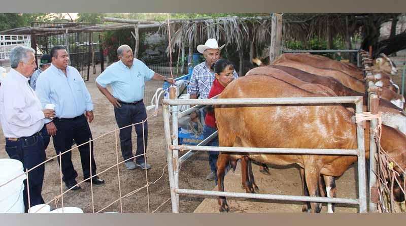 Destaca SEPADA potencial productivo de la caprino cultura Destaca SEPADA potencial productivo de la caprinocultura