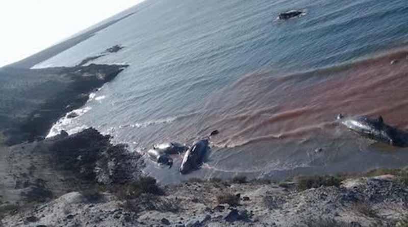 ballenasmuertas Mueren siete ballenas en una playa de Bahía Tortugas