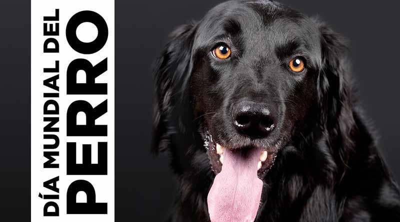 Hoy celebramos el Día Mundial del Perro Hoy celebramos el Día Mundial del Perro